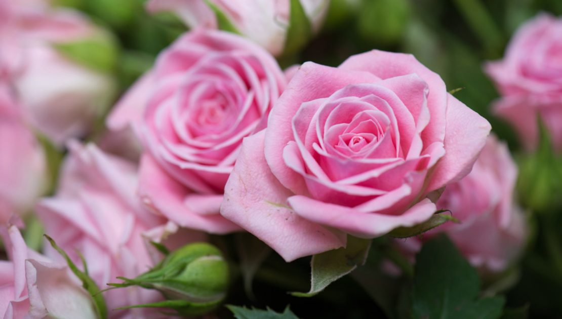 Roses | Tips for Care After Planting Rose Bushes | Gardening Tips | Gardening Makeover | Garden Help Trowbridge